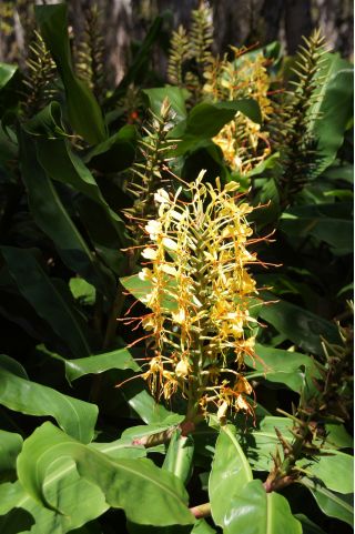 Wianecznik Gardnera - Hedychium gardnerianum - 1 duże kłącze