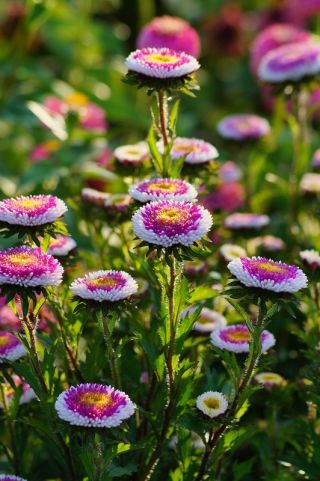 Aster chiński Liliput Moonshine mieszanka