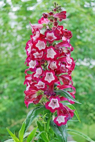 Penstemon - 640 nasion