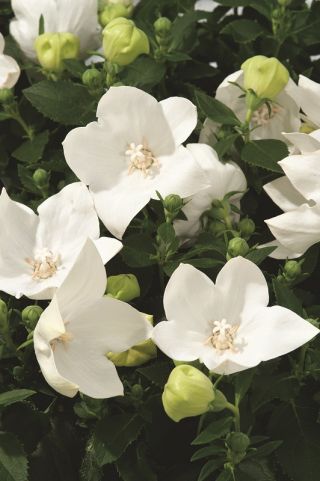 Platykodon, Rozwar wielkokwiatowy - White