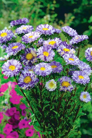 Aster karłowy - Ribbon Blue - niebieski