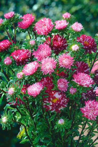 Aster karłowy - Ribbon Red - czerwony