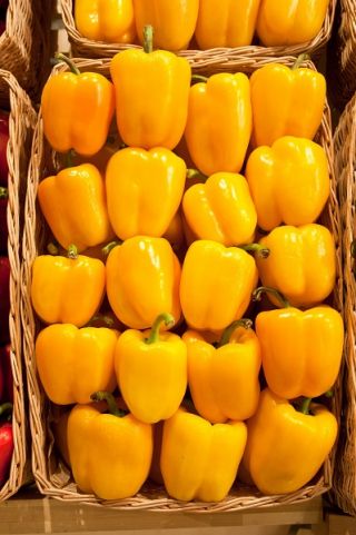 Papryka Marta Polka - słodka do uprawy w gruncie - 10 gram - 1600 nasion