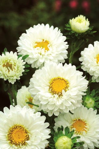 Aster półpełny Iskra - biały