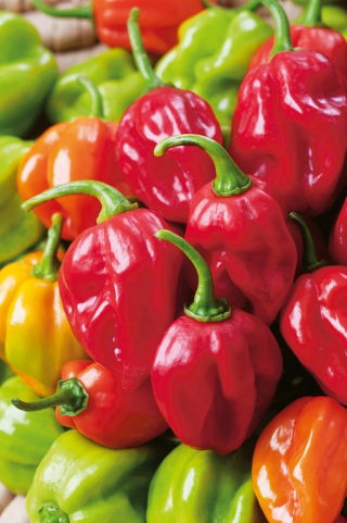 Papryka Habanero Red - ostra, czerwona