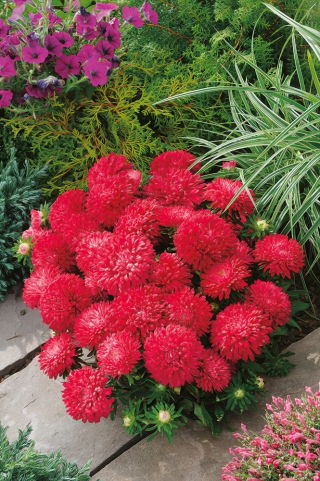 Aster chiński karłowy – Milady Scarlet - 500 nasion