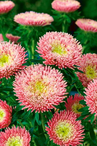 Aster chiński książęcy Niusia