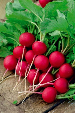 Rzodkiewka Krasa - NANO-GRO - 30% większe zbiory