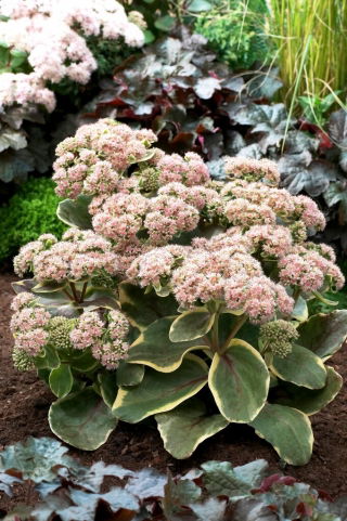 Rozchodnik Diamond Edge - Sedum - sadzonka