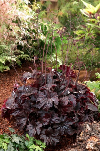 Żurawka - Obsidian - duża paczka! - 10 szt.