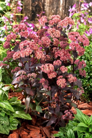 Rozchodnik José Aubergine - Sedum - sadzonka - GIGA paczka! - 50 szt.