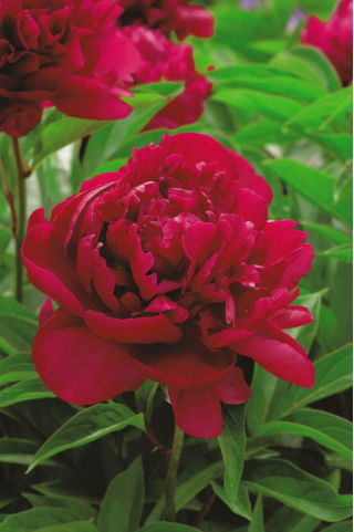Piwonia, Paeonia - Madame Gaaudichau - sadzonka - GIGA paczka! - 50 szt.