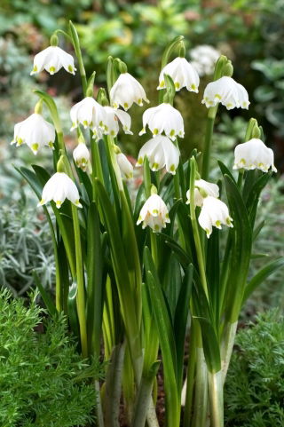 Śnieżyca wiosenna - opak. duża paczka! - 50 szt.