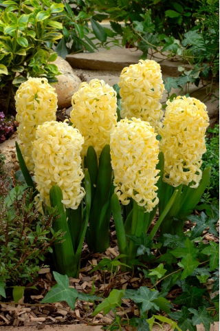 Hiacynt Yellow Queen - GIGA paczka! - 150 szt.