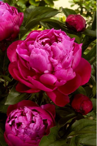 Piwonia, Paeonia - Red Sarah Bernhardt - sadzonka - GIGA paczka! - 50 szt.