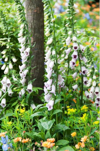 Naparstnica Pam's Choice - duża paczka! - 10 szt.