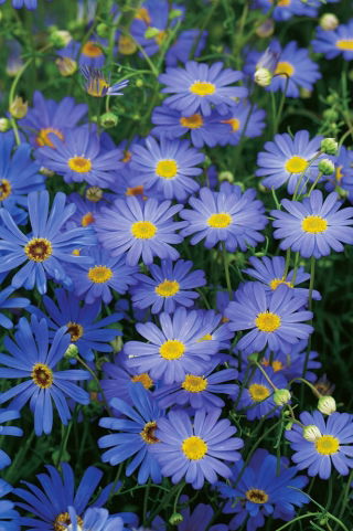 Czubatka ubiorkolistna - Blue Splendour