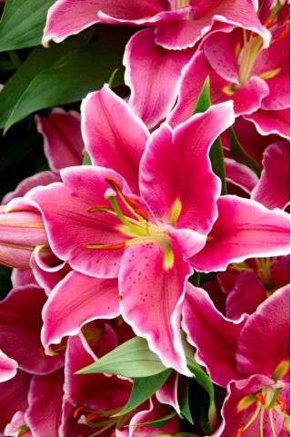 Lilia drzewiasta - El Capitan - 1 cebulka