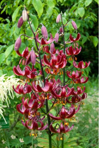 Lilia złotogłów - Claude Shride - 1 cebulka