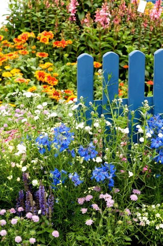 Flowers for Years - łąka kwietna długowieczna - 1 kg