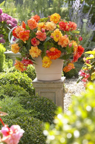 Begonia - Golden Balcony - kwiaty o ciepłych odcieniach - GIGA paczka! - 100 szt.