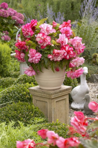Begonia - Pink Balcony - kwiaty w odcieniach różu - GIGA paczka! - 100 szt.