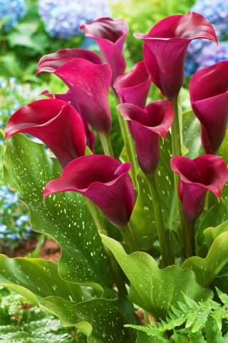 Calla Saigon - duża paczka! - 10 cebulek