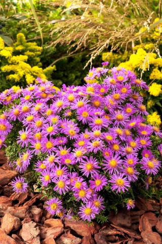 Aster krzaczasty - Alice Haslam - GIGA paczka! - 50 szt.