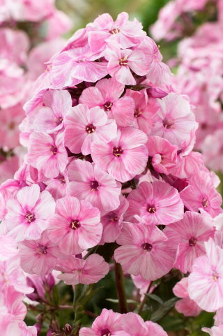 Floks (Phlox) - Płomyk wiechowaty - Picasso - GIGA paczka! - 50 szt.
