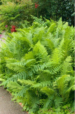 Paproć ogrodowa - Matteuccia struthiopteris - Pióropusznik strusi - GIGA paczka! - 50 szt.