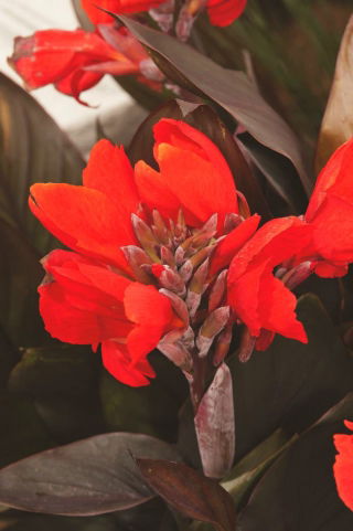 Kanna - Black Knight - GIGA paczka! - 50 szt.