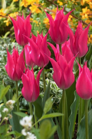 Tulipan liliokształtny różowy - Lilyflowering pink - 5 cebulek