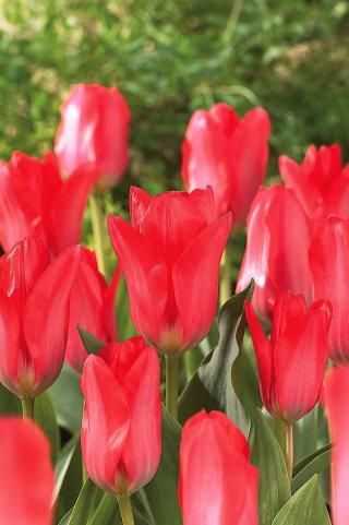 Tulipan Spring Pearl - 5 cebulek