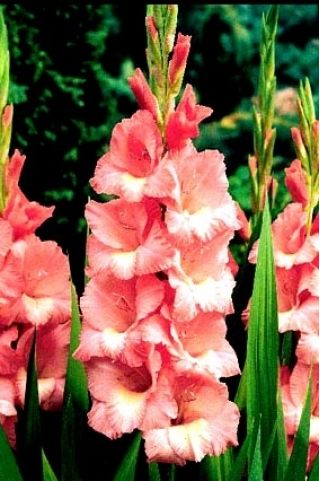 Gladiolus - Mieczyk Spic and Span - 5 cebulek