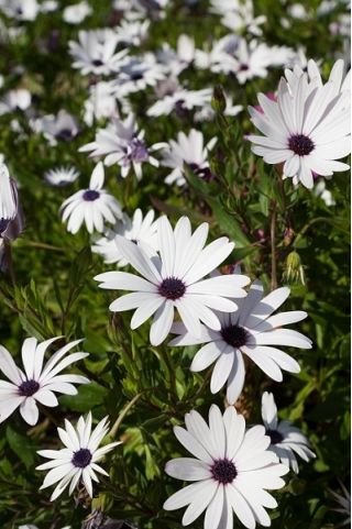 Osteospermum białe - 35 nasion