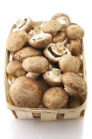Pieczarka brązowa - zestaw do uprawy w domu i ogrodzie - 10 kg