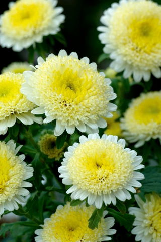 Aster pełny Sidonia - żółty