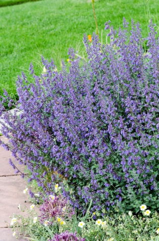 Kocimiętka Six Hills Giant - GIGA paczka! - 50 szt.