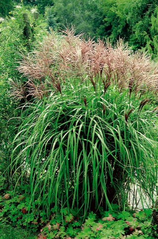 Miskant chiński - Ferner Osten - GIGA paczka! - 50 szt.