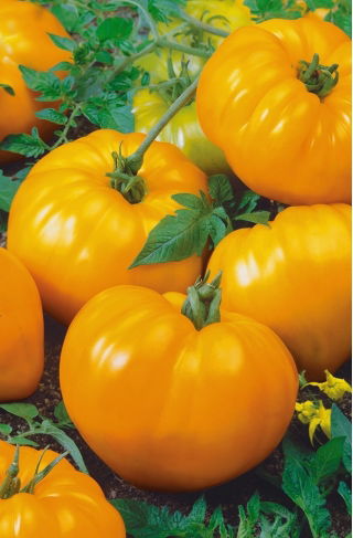 Pomidor Oxheart Orange - bawole serce, pomarańczowy, bardzo mięsisty