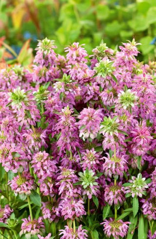 Monarda, Pysznogłówka cytrynowa - 180 nasion