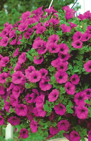 Petunia ogrodowa - Kaskada purpurowa - 12 nasion