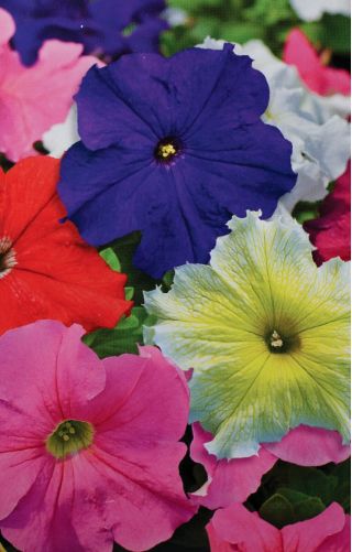 Petunia ogrodowa - Kaskada - mieszanka kolorów - Superkaskadia - 12 nasiona