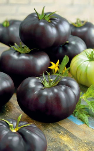 Pomidor Black Beauty - mięsisty, wysoki, gruntowy, słodki, czerwony w przekroju - HIT!