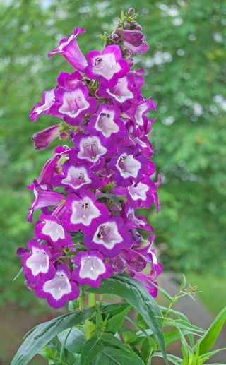 Penstemon - 640 nasion