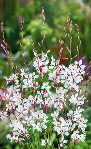 Gaura - Gaura lindheimeri - 30 nasion