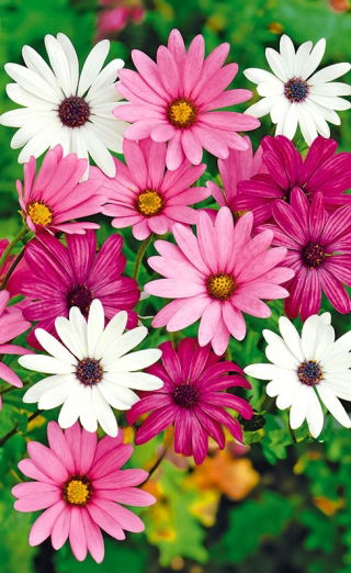Osteospermum - 35 nasion