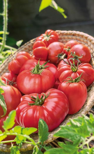 Pomidor malinowy - mieszanka odmian