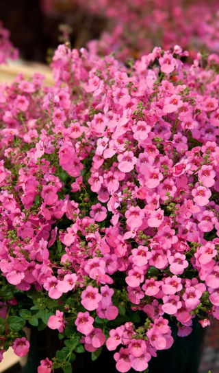 Diaskia Pink Queen - 450 nasion