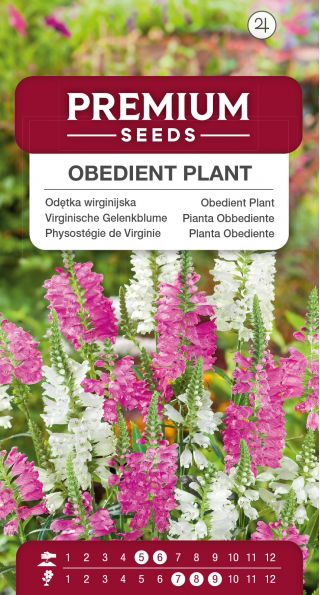 Odętka wirginijska - 45 nasion